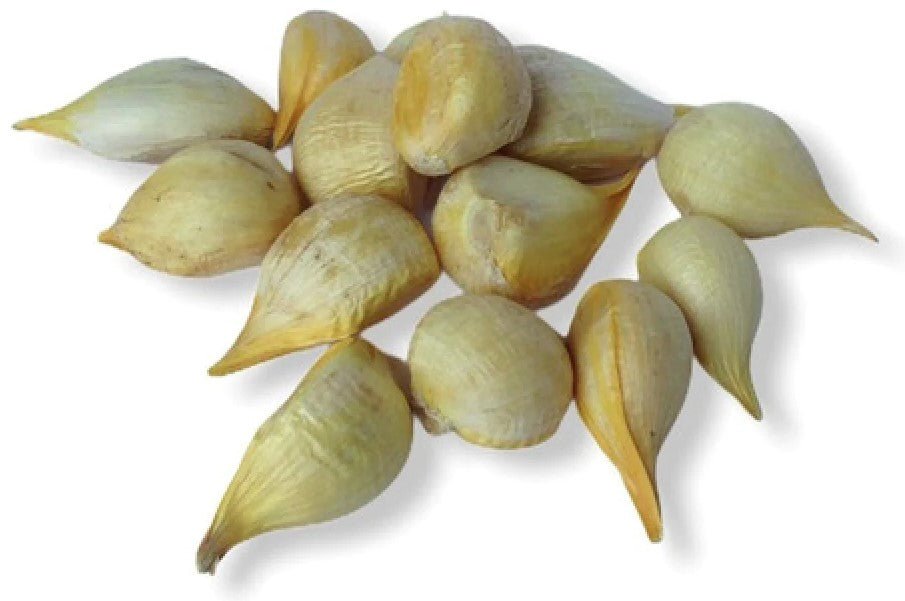 AJO DESGRANADO GIGANTE 0.5 LB - SUPERMIX