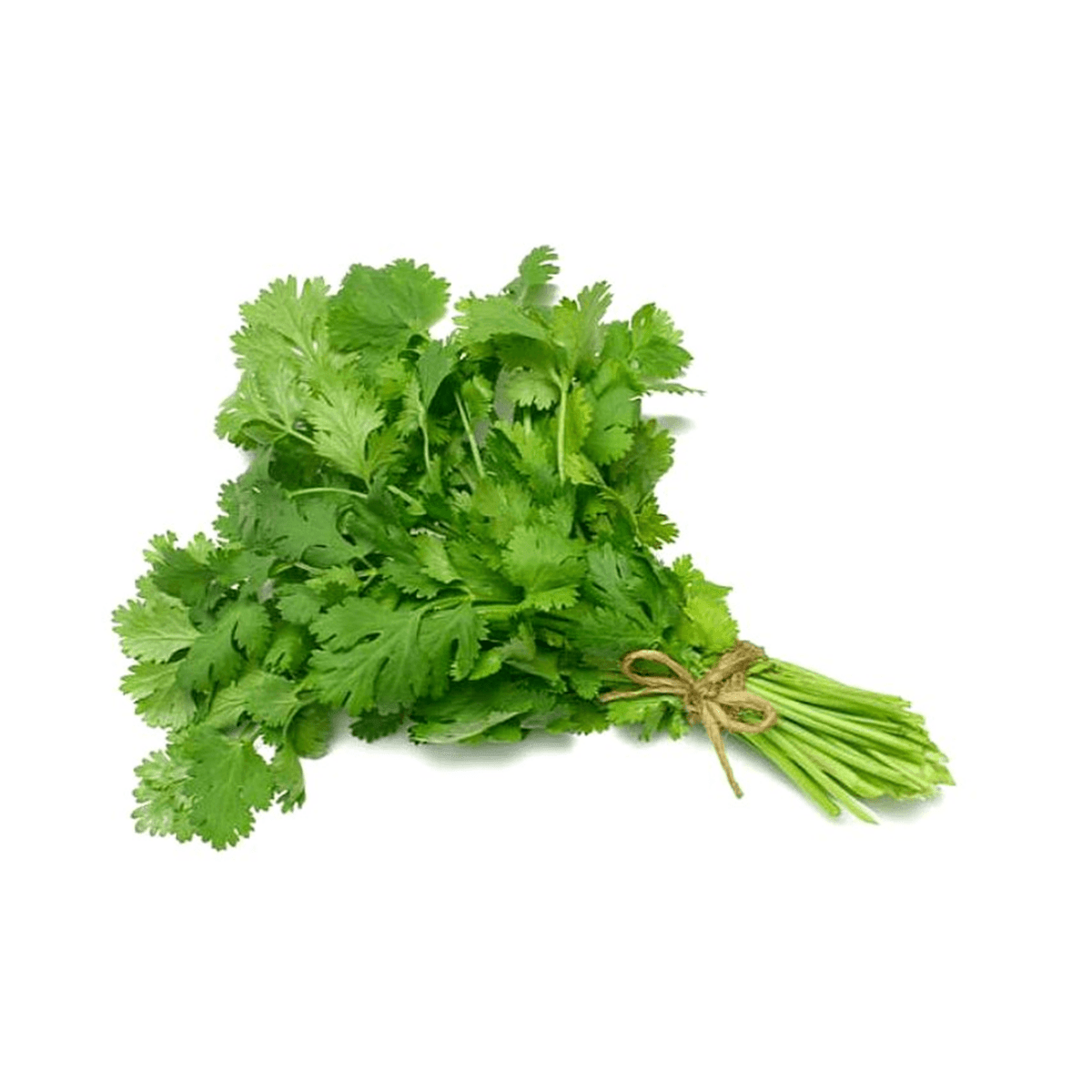 CILANTRO ANCHO HIDROPONICA - SUPERMIX