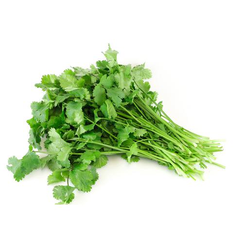 CILANTRO ANCHO HIDROPONICO - SUPERMIX