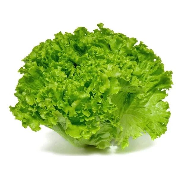 LECHUGA BATAVIA HIDROPONICA - SUPERMIX