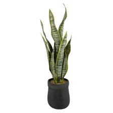 PLANTA C/POTE 20X18X53CM - SUPERMIX