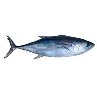 ATUN ENTERO FRESCO