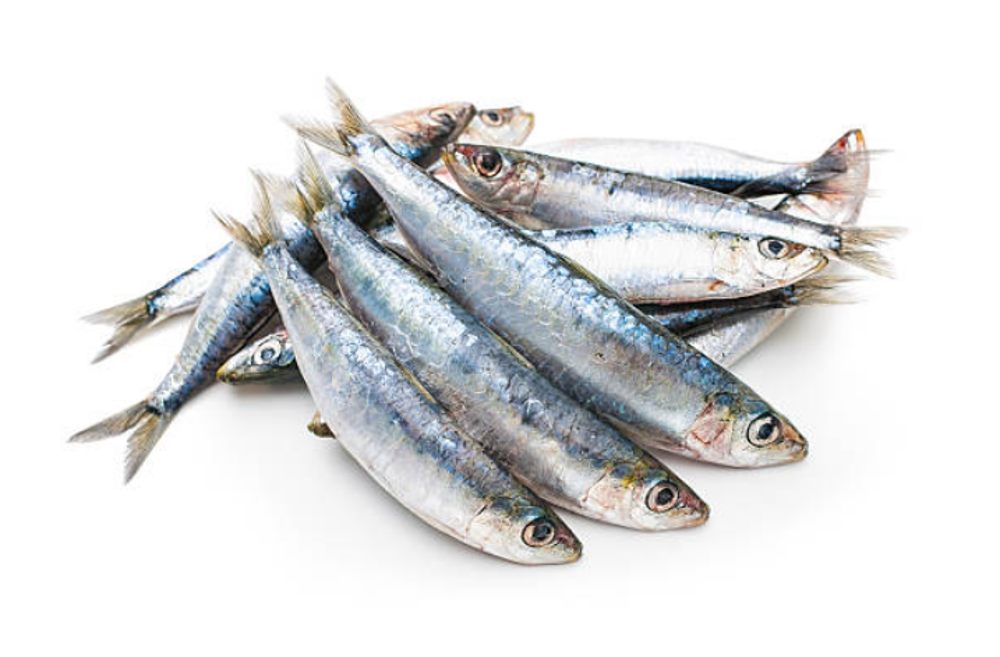 SARDINA
