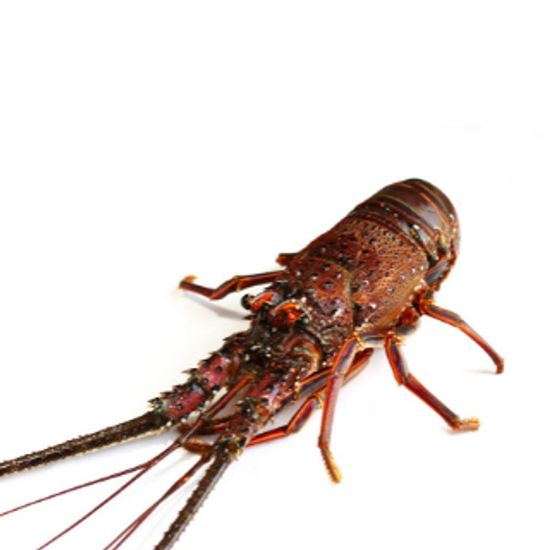 LANGOSTA ENTERA