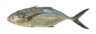 MERITO PEQUEÑO ARGENTINO LB