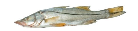 ROBALO ENTERO IMP. (TENCA) 5-15 LBS