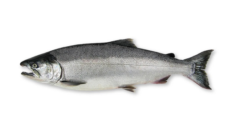 SALMON CHILENO  ENTERO 5-12 LBS