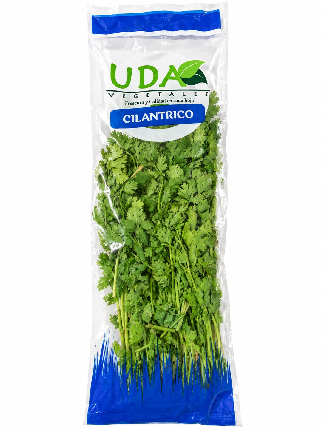 UDA CILANTRICO EMPACADO