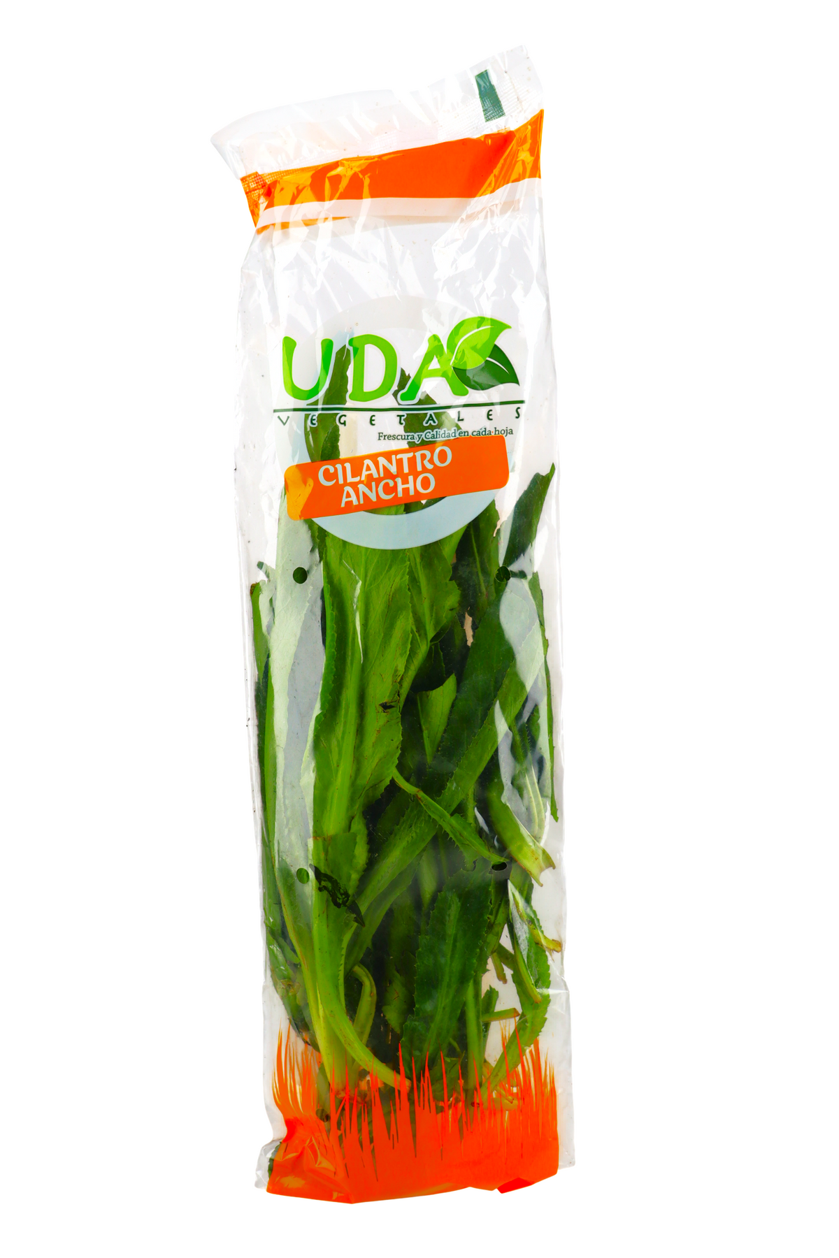 UDA CILANTRO ANCHO EMPACADO