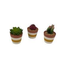 SUCULENTA C/POTE 3 SURT 6.5X6.
