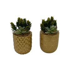 SUCULENTA C/POTE 2 SURT 9X9X15