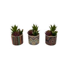 SUCULENTA C/POTE 3 SURT 12X12X