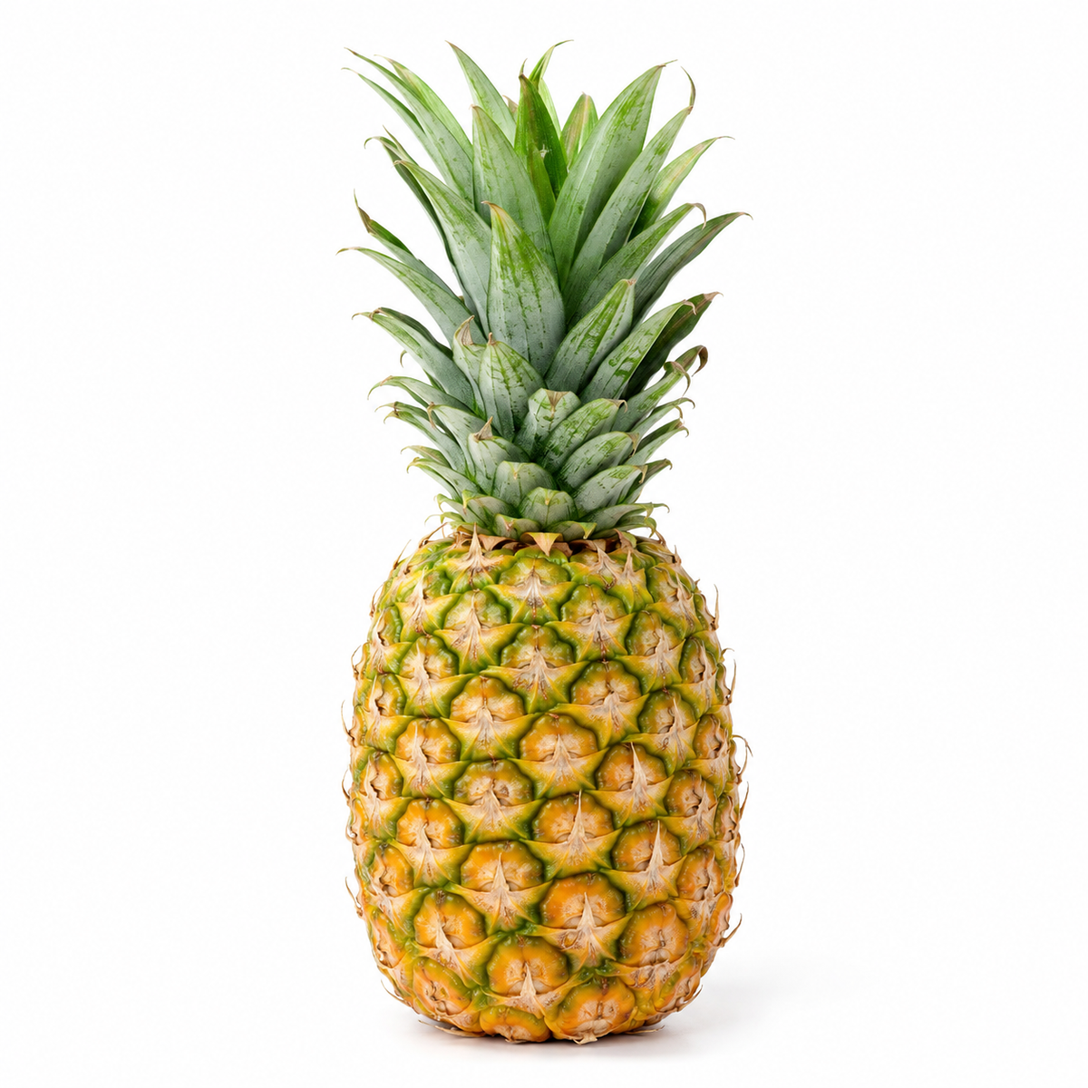PIÑA UND