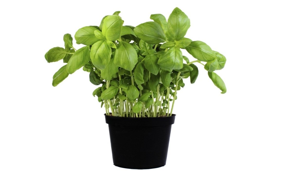 ALBAHACA LIMON EN MACETA - SUPERMIX