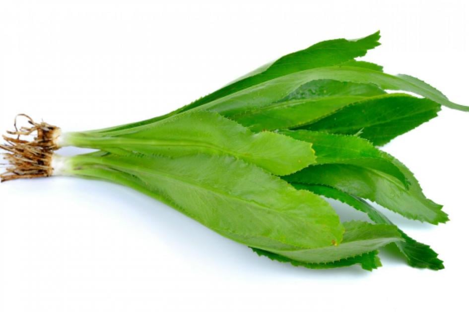CILANTRO ANCHO PEQUENO - SUPERMIX