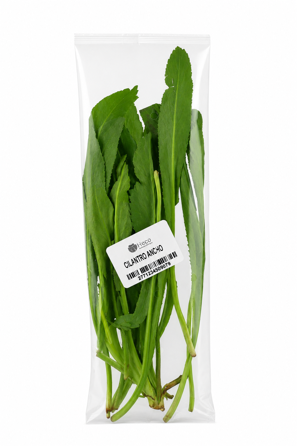 CILANTRO ANCHO HIDROPONICA