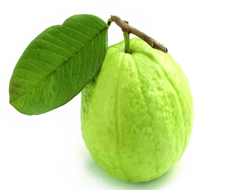 GUAYABA VERDE INJERTO LB - SUPERMIX