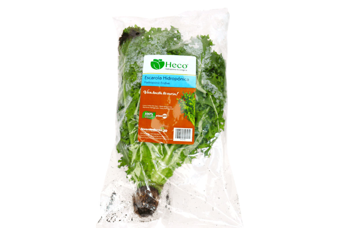 LECHUGA ESCAROLA HIDROPONICA - SUPERMIX