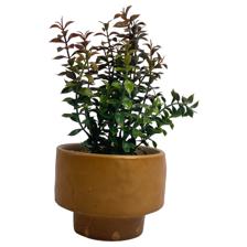 PLANTA ART DECOR 15.50X15.50X213.80X1 - SUPERMIX