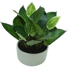 PLANTA C/POTE 28X28X30CM - SUPERMIX
