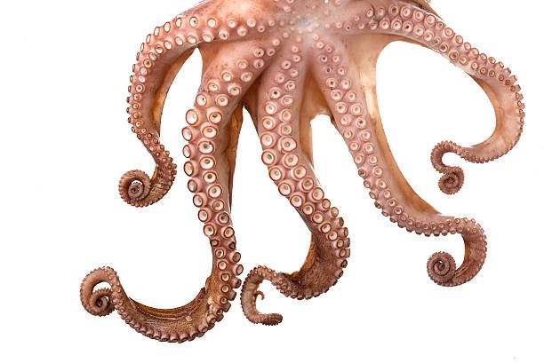 TENTACULO DE CALAMAR LB - SUPERMIX