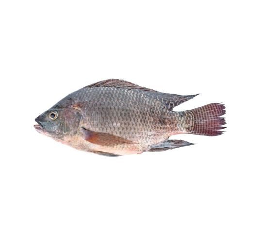 TILAPIA NEGRA IMPORTADA - SUPERMIX